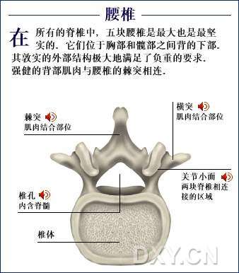 腰椎間盤專題圖解和簡易自行康復治療(轉) (轉載)