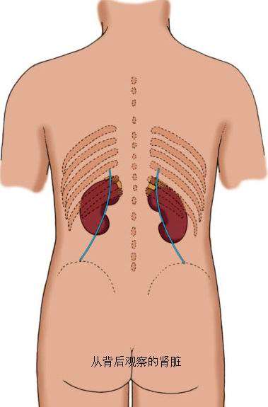 女人肾脏的体表位置图图片