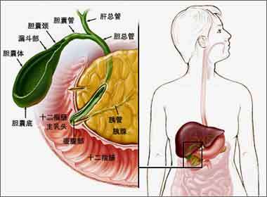 胰腺,十二指腸和膽道系統之間的關聯 - 好大夫在線