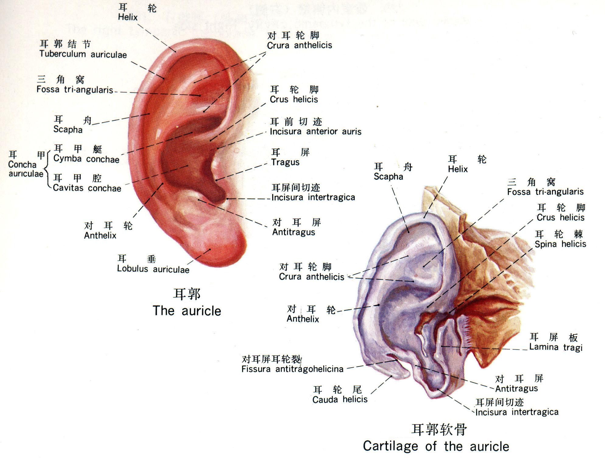 耳部脑的准确位置图图片