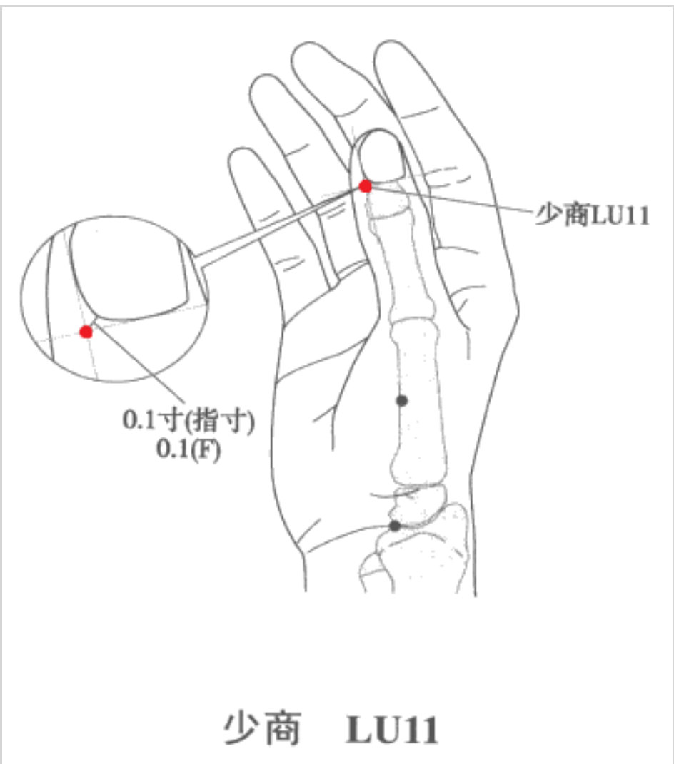 学经络手太阴肺经