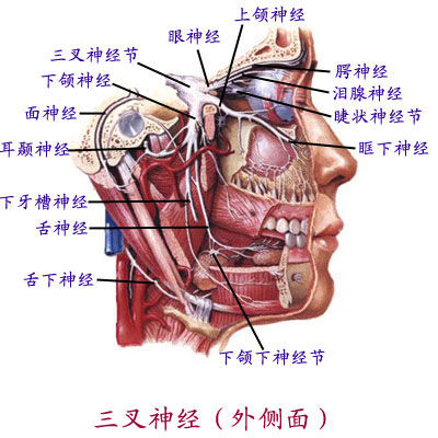 眼部三叉神经分布图图片