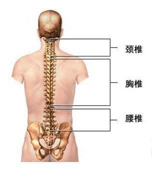 腰椎一共有5節,它們工整地排列,彼此對齊.