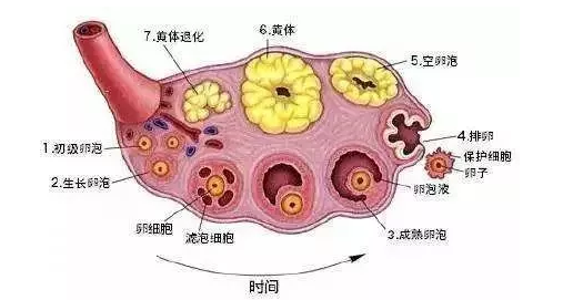 窦卵泡计数(afc)是什么检查?你想知道的都在这里了.