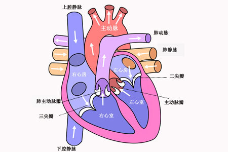 主动脉裂孔位置图片图片