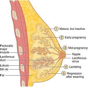 乳腺组织 正常图片