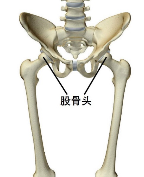 股骨近端是哪个位置图片