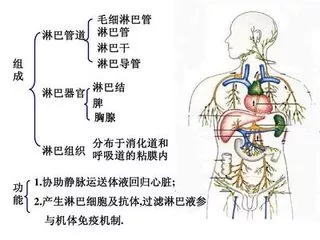 姐妹们,美容院的淋巴排毒,靠谱吗? - 好大夫在线