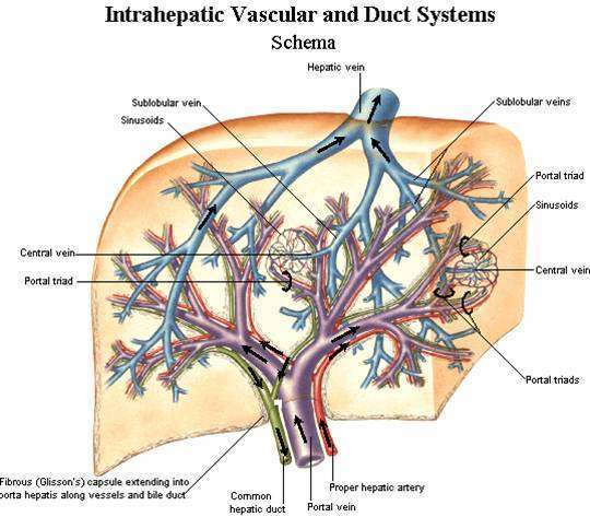 肝動脈,門靜脈以及膽管在肝臟內結伴而行圖-1 肝靜脈和下腔靜脈