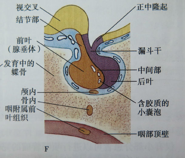 颅咽管解剖位置图图片