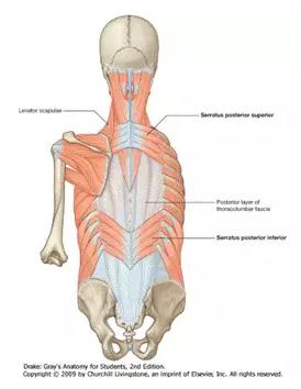 背部肌肉的解剖與拉伸1