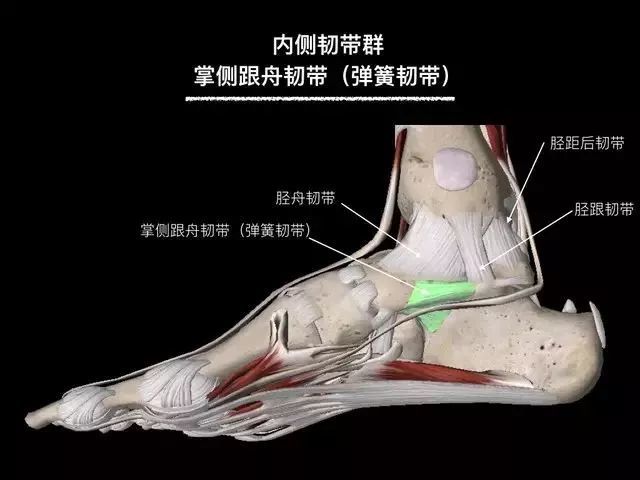 踝關節扭傷以後為什麼要石膏固定