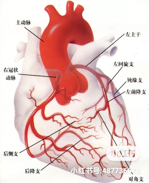 红斑狼疮图片是怎么引起的_系统性红斑狼疮图片_红斑狼疮tup