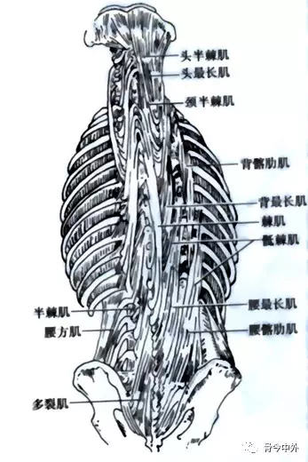 腰肌劳损相关科普