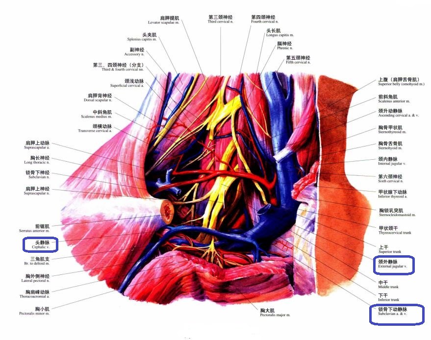 锁骨周围主要有哪些肌肉韧带附着周围有哪些血管神经引起斜颈的胸锁