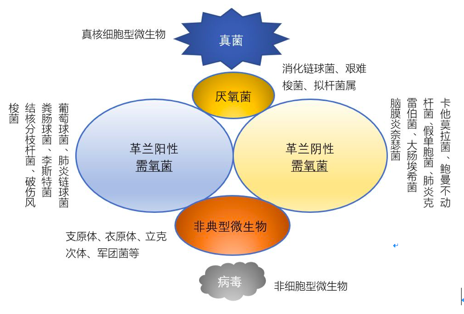 舒普深抗菌素谱图片