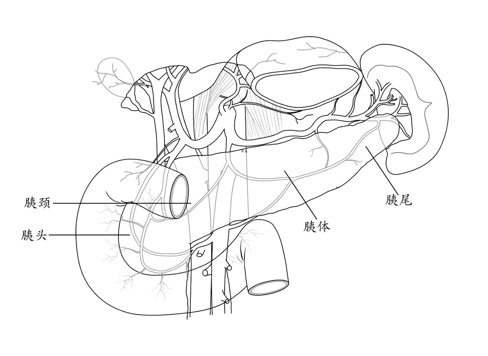胰腺简笔画图片
