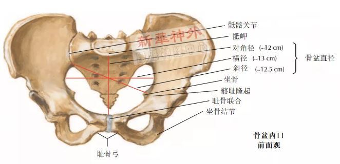 骨盆的平面和经线图图片