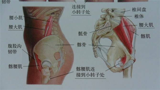 腹股沟韧带解剖图片