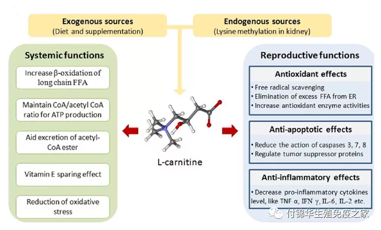 l carnitine 是什么 L-肉碱富马酸盐胶囊- 提升新陈代谢与表现 main image 0