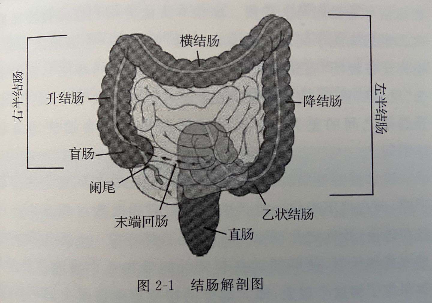 结肠解剖结构分层图片