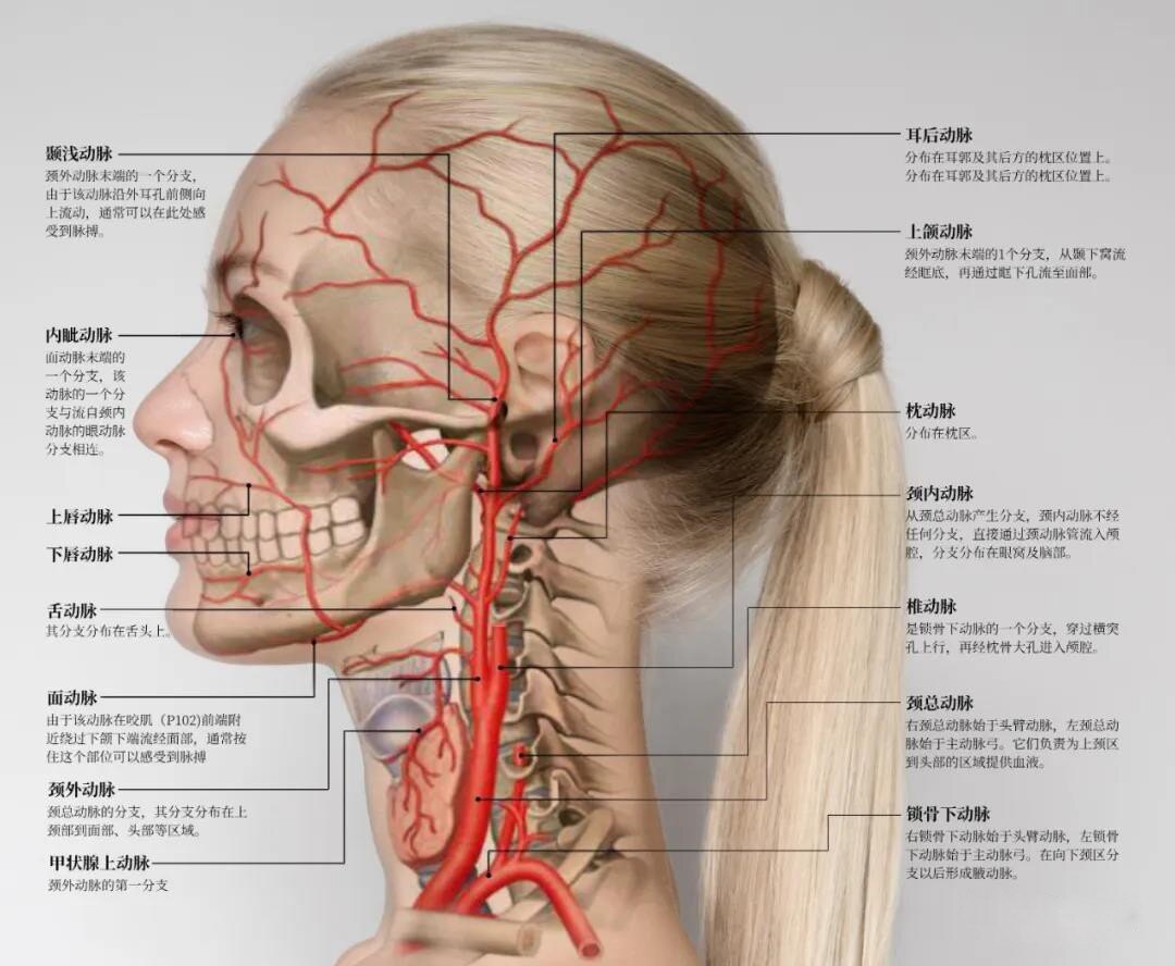 面部血管图分布图高清图片