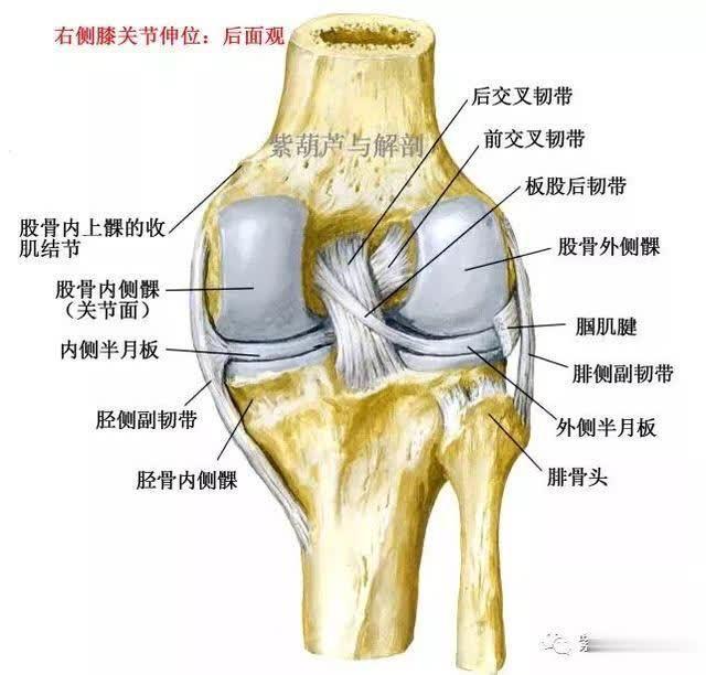 膝关节后交叉韧带损伤～如何处理?(专业版)