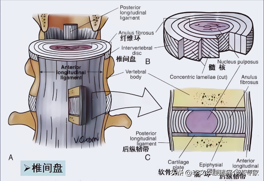 医学科普:深度认识你的腰椎间盘Ⅱ_腰椎间盘突出_腰椎间盘突出介绍 - 好大夫在线