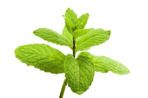 中药介绍之薄荷 - 好大夫在线