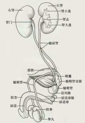 泌尿男性生殖系统解剖图早泄是很多男同胞的心病!