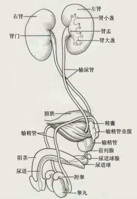 治愈早泄最有效的方案 早泄