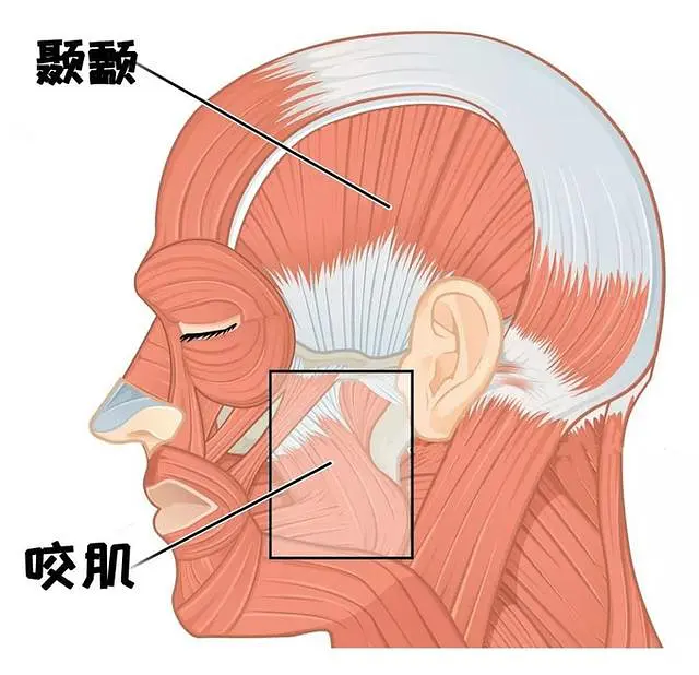 下颌肌肉紧张图片