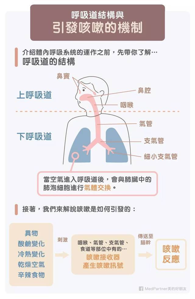 興奮延髓的咳嗽中樞,咳嗽中樞發出衝動通過傳出神經作用於膈肌,肋間肌