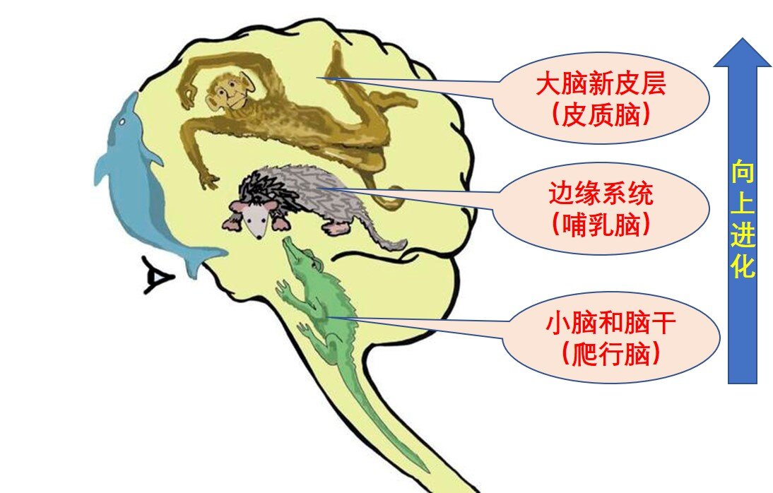 人类大脑的发展是有先后顺序的,即爬虫脑最先生长,然后发展出哺乳动物