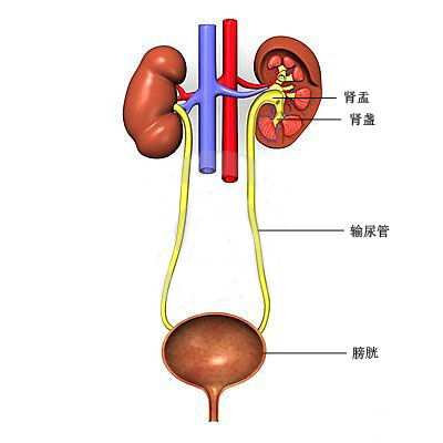 肾与膀胱连接图图片