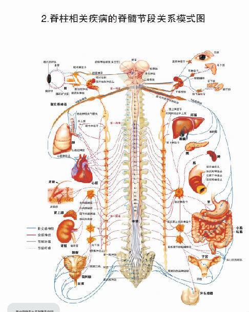 脊柱圖解人體自律神經系統
