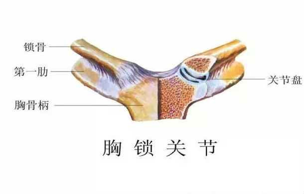 不痛了,只要一用力就又疼,后来发现胸锁骨疼厉害时咳嗽时就会伴有疼痛
