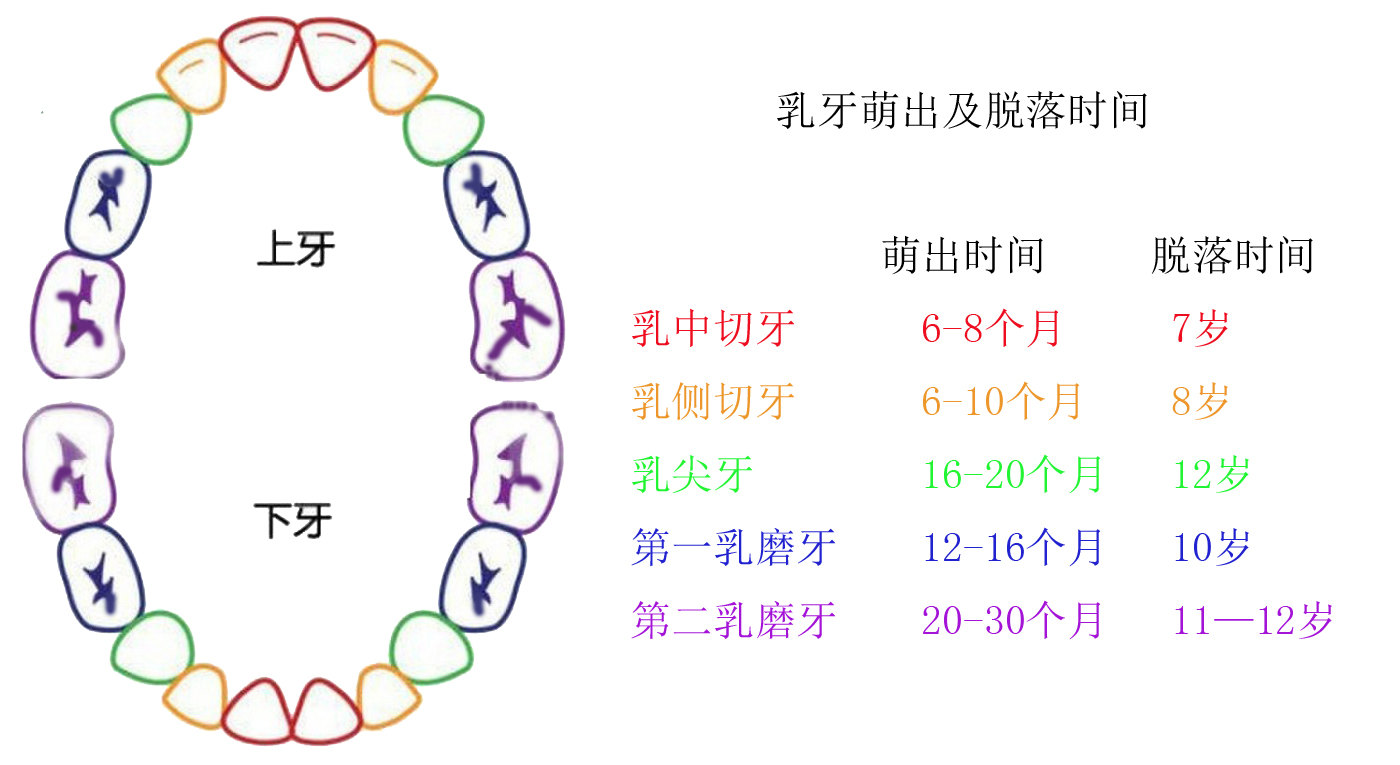 乳牙萌出及脱落时间表 