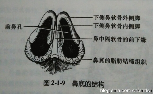 外鼻的骨性支架:由鼻骨,額骨鼻突,上頜骨額突組成.