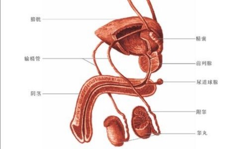 男性泌尿系统高清大图图片