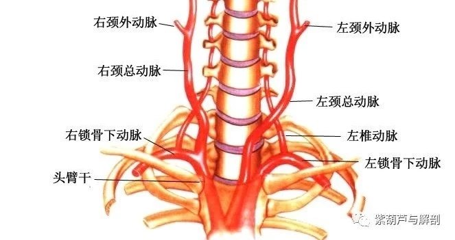 脖子血管图解图片