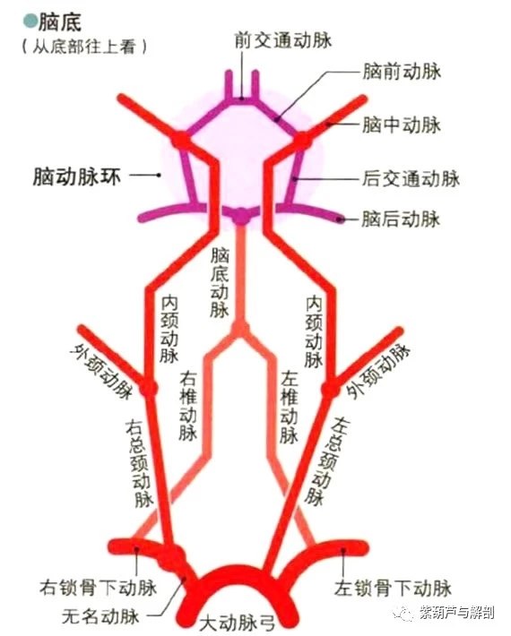 颈部血管认知