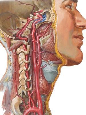 脖子上的动脉血管图片图片