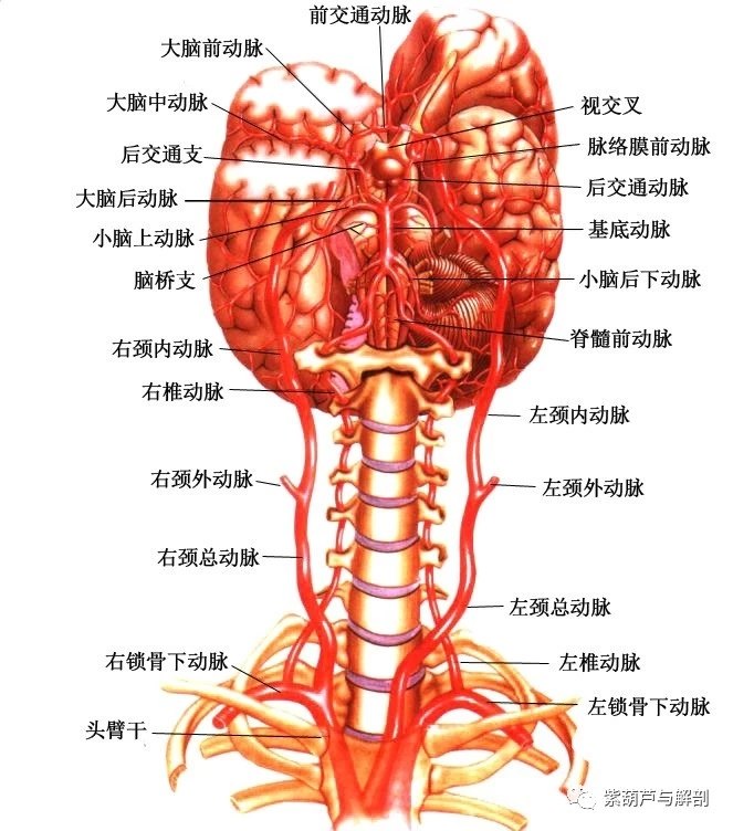 人体颈动脉血管分布图图片