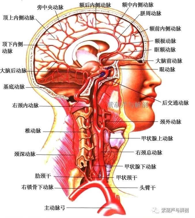 颈总动脉窦部结构图图片