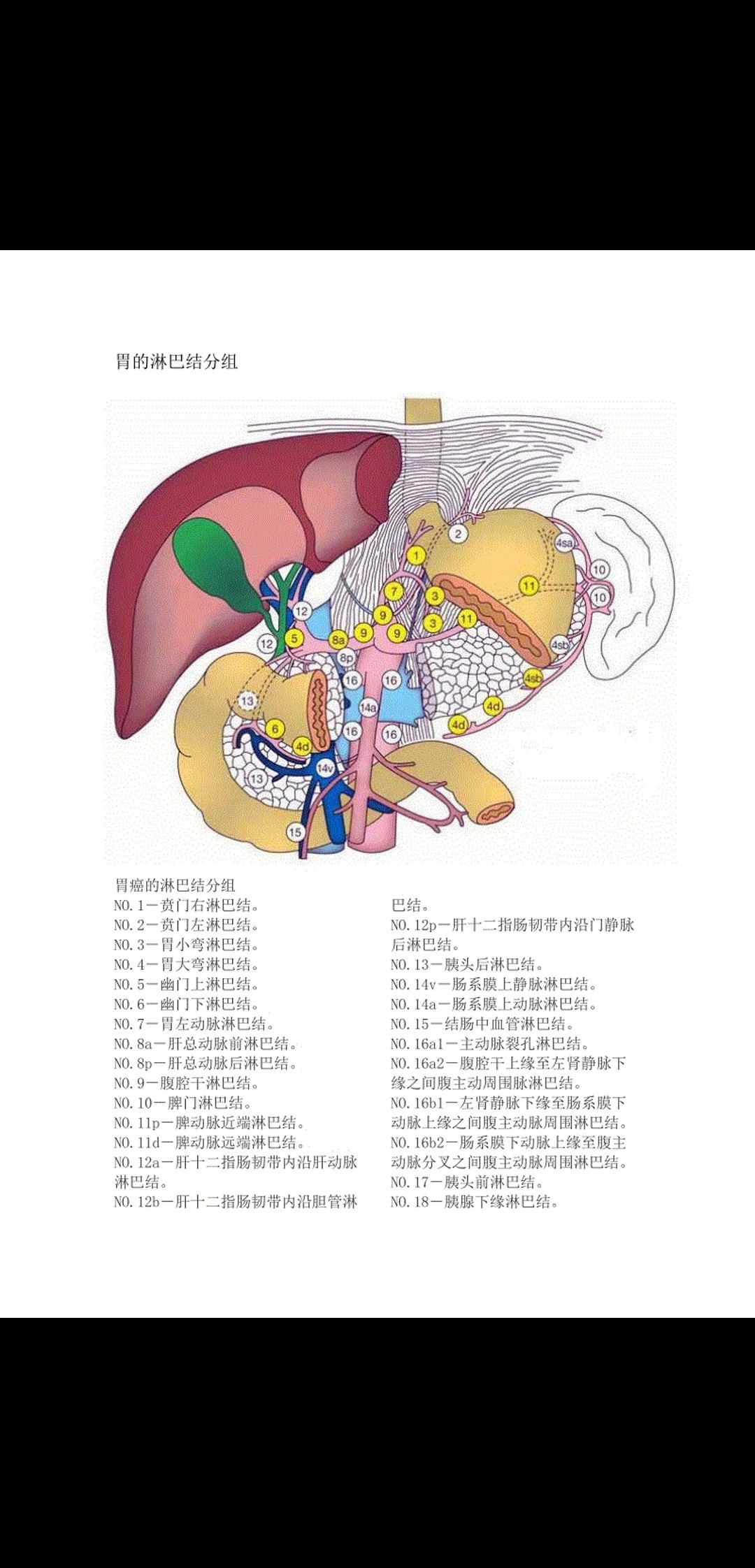 胃的区域淋巴结分组图片