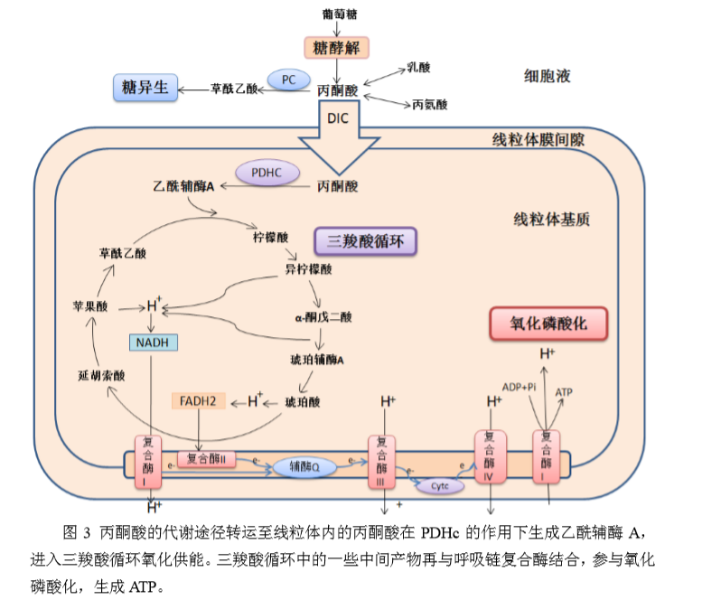 生酮饮食治疗丙酮酸脱氢酶复合物缺乏症(pdha1基因突变)_线粒体肌病