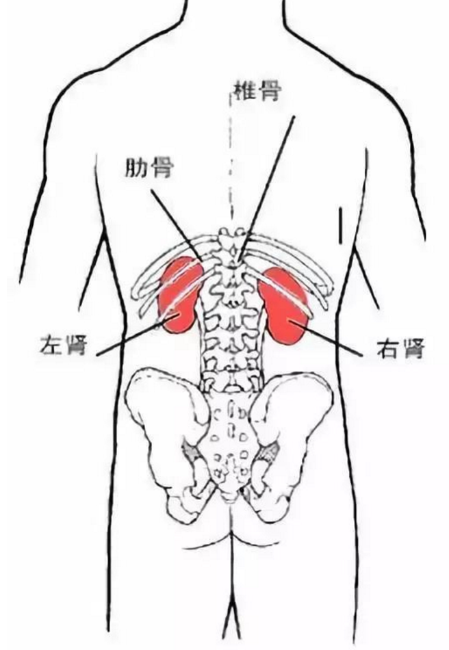 肾在人体的位置图图片