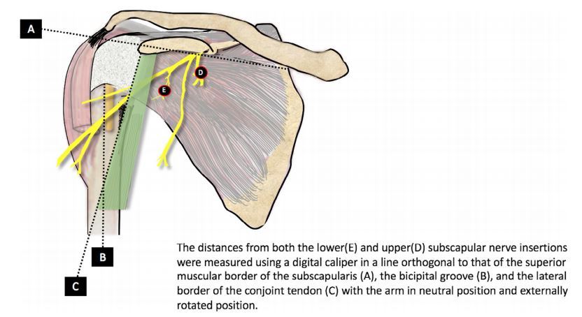 三角肌胸大肌入路切开进入肩关节时肩胛下神经的安全区有什么解剖特点