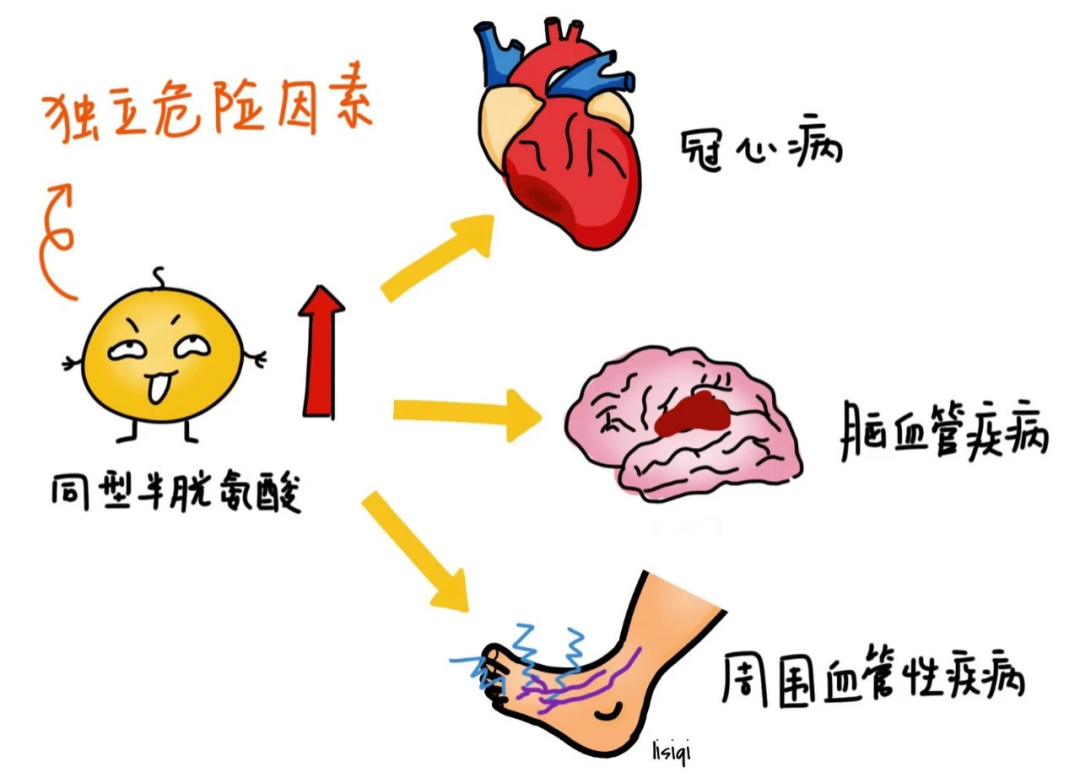 高同型半胱氨酸血症对身体营养大吗